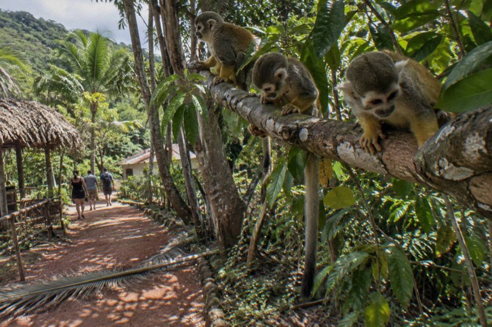 Squirrel monkeys sitting on a branch above a jungle path