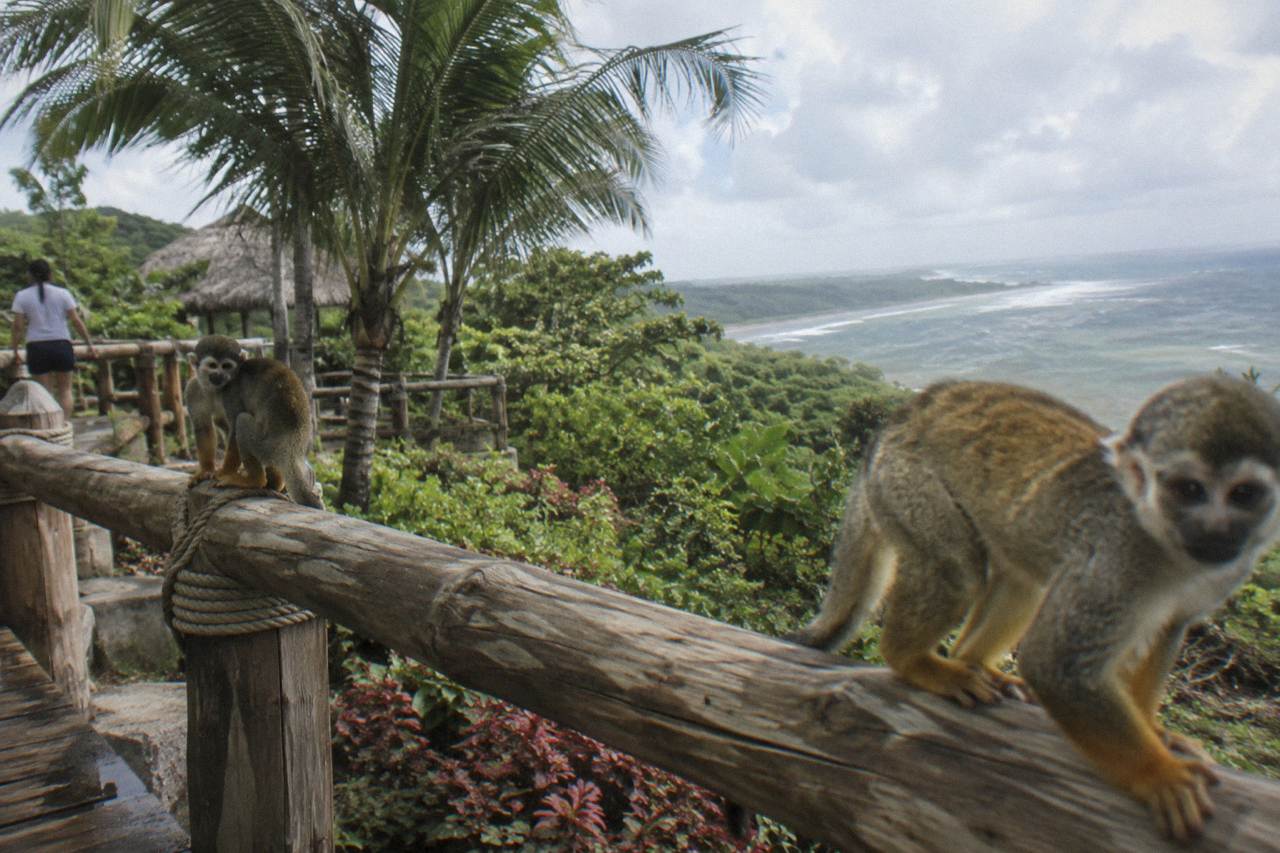 Squirrel monkeys perched on a wooden railing in a jungle reserve