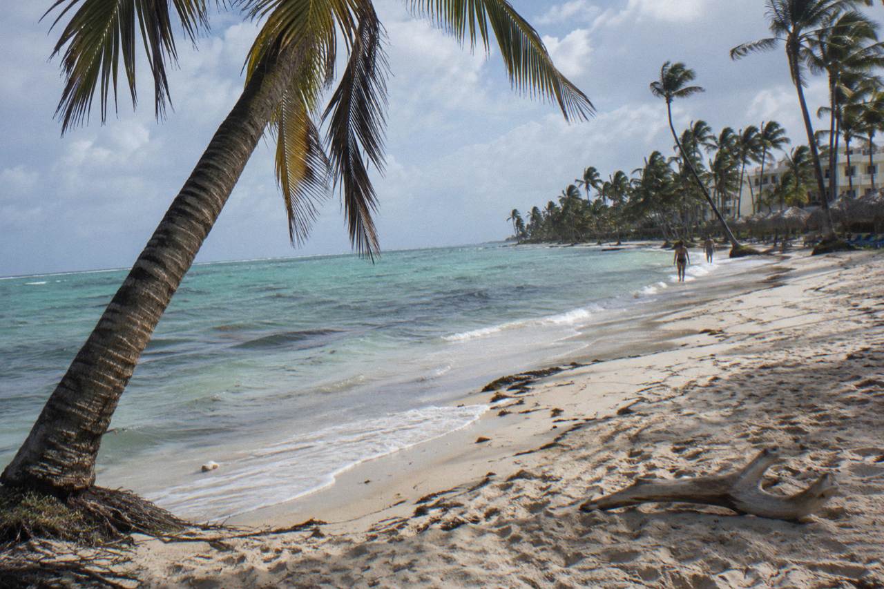 Palm trees along a calm beach shoreline under a clear morning sky