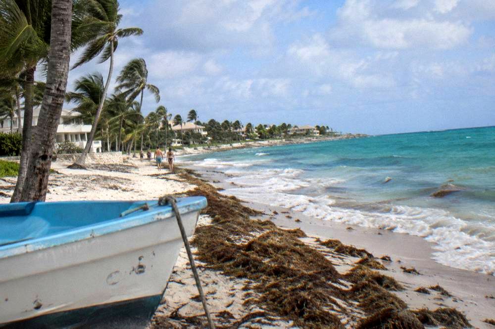 Palm-lined beach under a bright sky with gentle waves