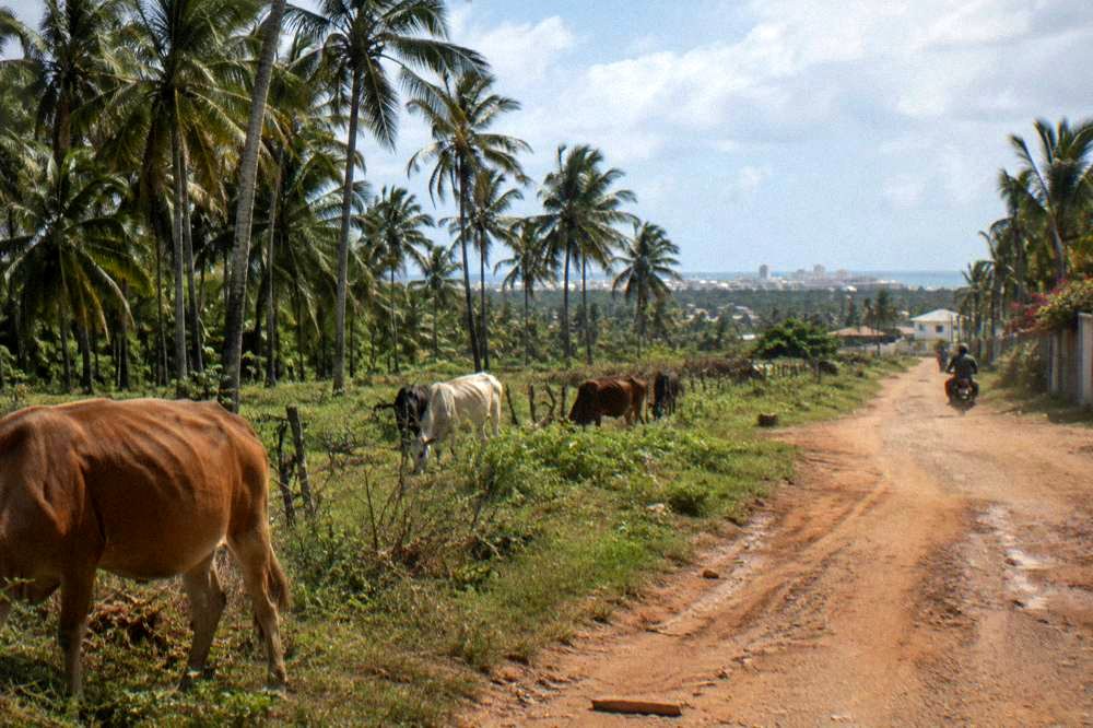 Rural road through green palm-studded countryside with a distant town on the horizon