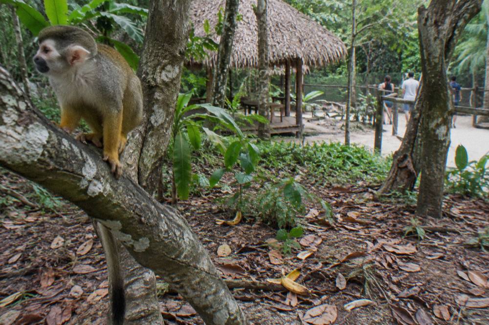 Squirrel monkey perched on a branch in a green forest enclosure